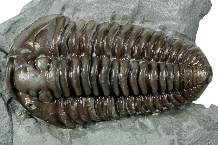 Prone Flexicalymene Trilobite - Mt Orab, Ohio #358140